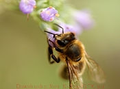 手机短信轰在线轰炸免费